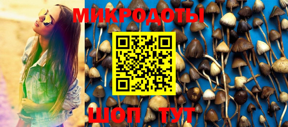 Псилоцибиновые грибы Psilocybine cubensis Краснознаменск